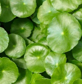 Centella - Extracto - Image 2