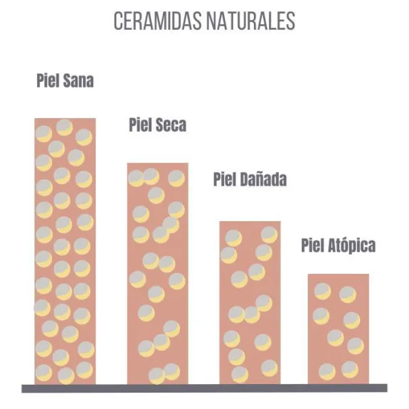 Ceramidas - Image 2