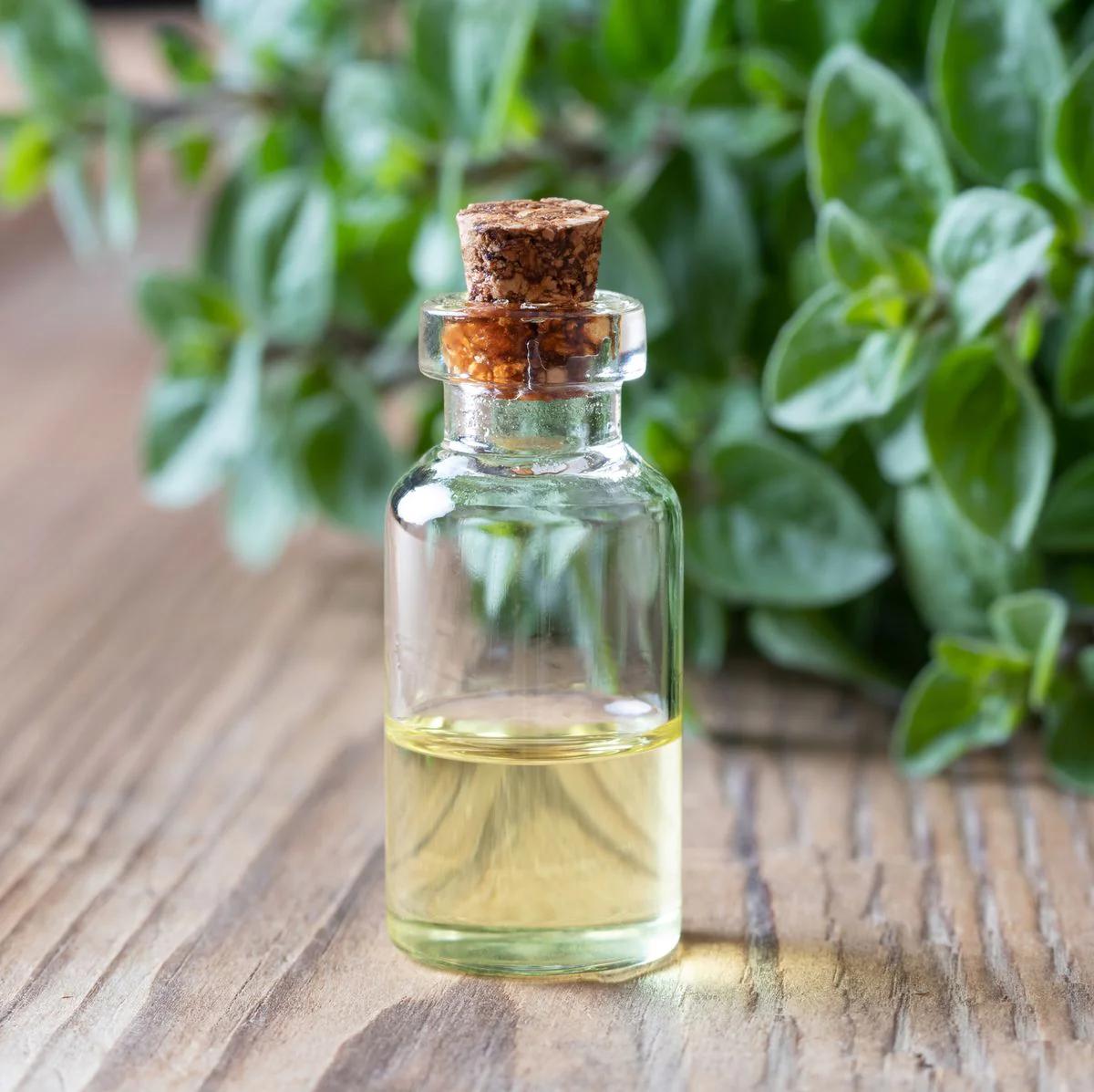 Oregano Comestible - Aceite Esencial  FG